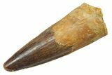 Fossil Spinosaurus Tooth - Real Dinosaur Tooth #349772-1